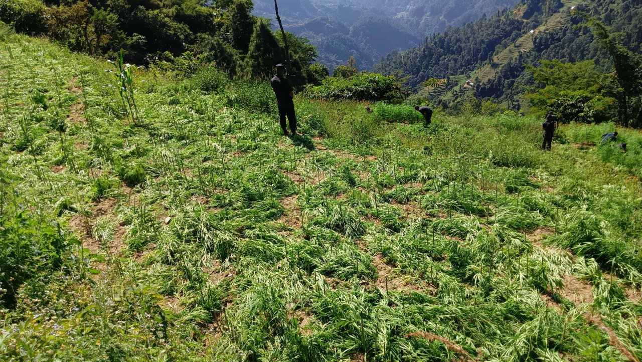 मकवानपुरमा १ सय ६० बिगाहमा लगाईएको अवैध गाँजा खेती नष्ट